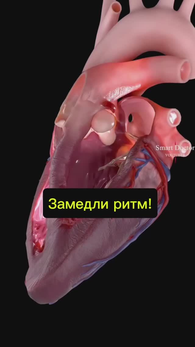 Это замедление ритма сердца используют врачи при тахикардии смотреть онлайн