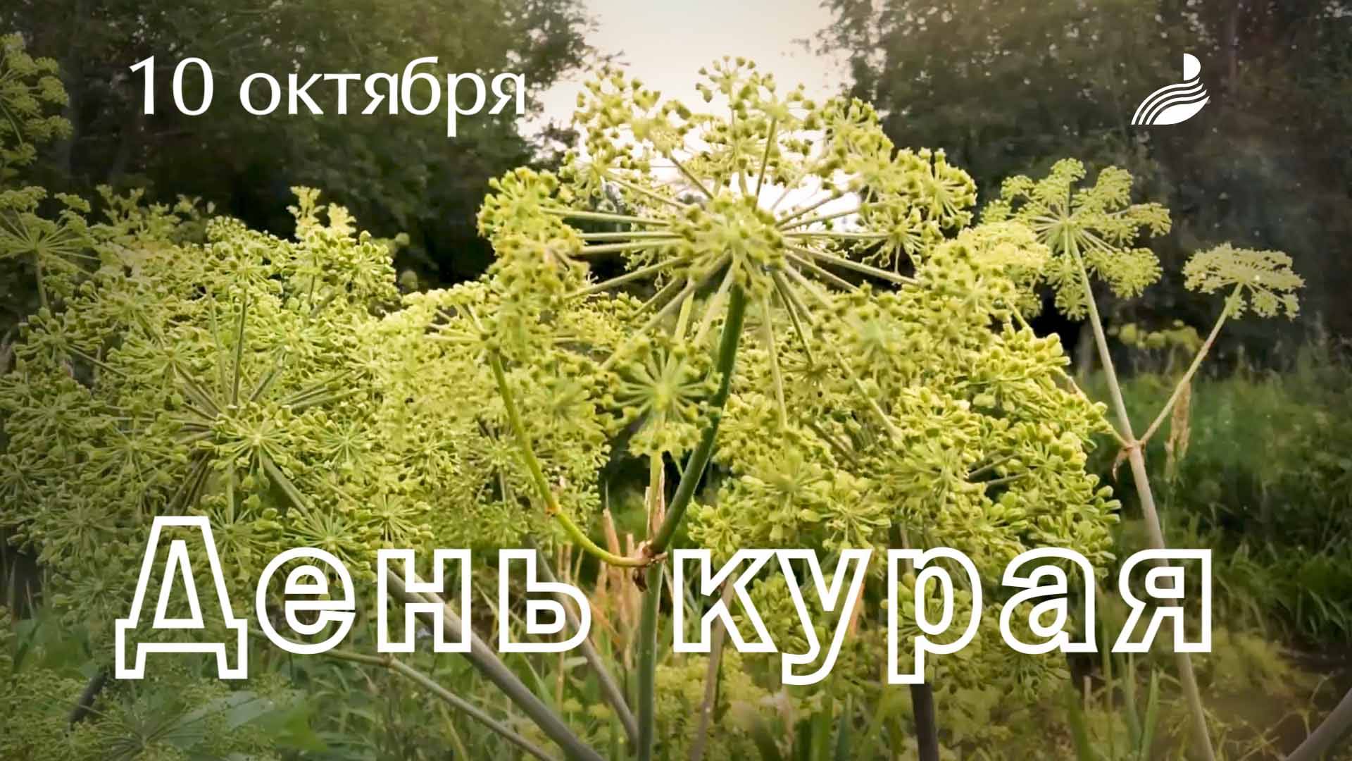 День курая смотреть онлайн