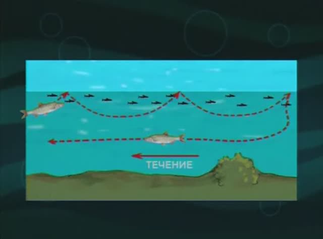 Какую схему охоты использует Жерех (Asp) — Aspius aspius, и почему его легче услышать, чем увидеть ? смотреть онлайн