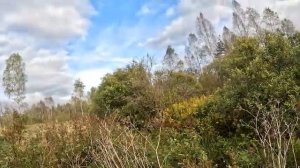 Чуть не утонул ! Погоня за страусами ! Вот кого встретил ! ХУТОР В ЛЕСУ №848