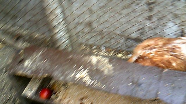 Кормление курочек 10 октября 2025. Слава Богу за всё!