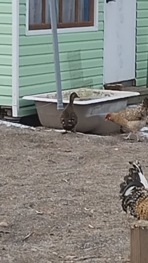 Утку не проведешь.