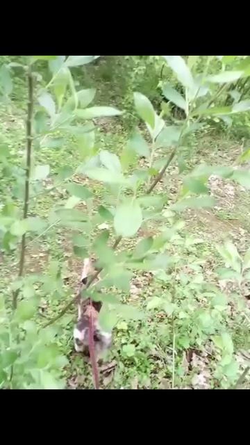 Копосовская дубрава смотреть онлайн