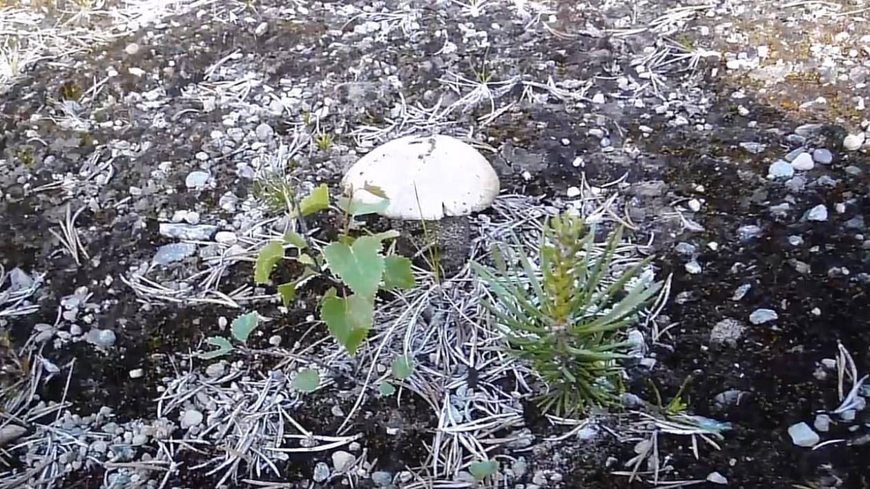 Растительное содружество. Это просто интересно. смотреть онлайн