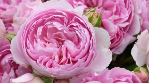 Loulan - японская роза Такинори Кимуро 2022 года селекции.  Из серии роз - Шелковый путь.