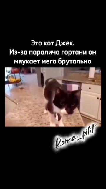 #джек #мяу #кот #животные #брутально смотреть онлайн