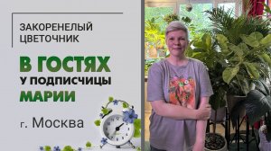 В гостях у Марии г. Москва. Ботанический сад на 3м2. Крупномеры и драцены всех видов и размеров.