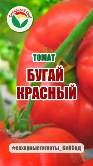 Томат Бугай красный