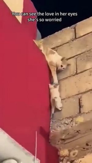 Мама плохому не научит