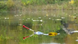 Рыбалка 8 октября на хороших карасей на поплавок на рыболовной Родине! Отличный выезд получился!