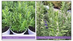 Наталья Чемеричко - Многолетние растения. Часть 1