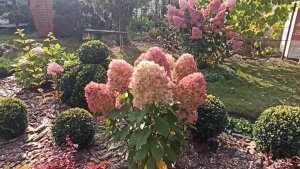 💁 После такой осенней обрезки гортензий они просто огромные 😳🌼🌼🌼