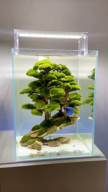 В_аквариуме_—_дуб_зелёный,__На_ветках_—_синий_петушок.__Без_фильтра,_шума_и_забот смотреть онлайн