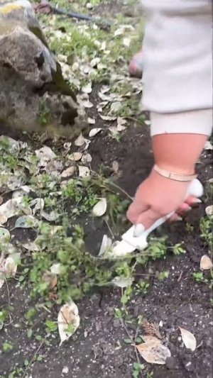 #бесплатнаяеда #звездчатка #мокрица #чарчарук #песниотаруси #готовьтеслюбовью #сорнякполезный #трава