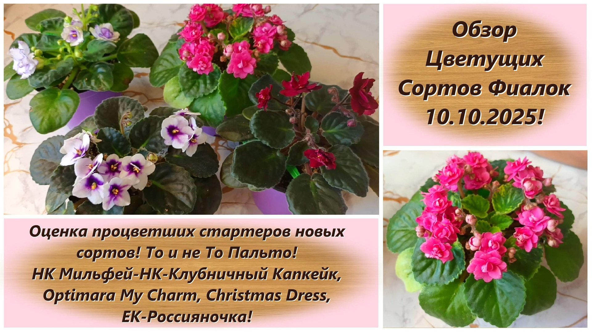 Обзор Цветущих Сортов Фиалок 10.10.2025! Оценка процветших стартеров новых сортов! То и не То Пальто