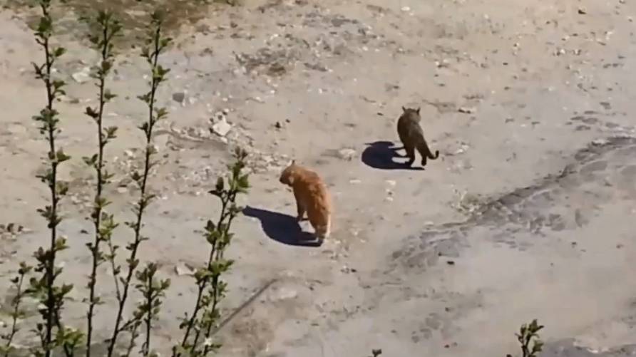 Классика смотреть онлайн