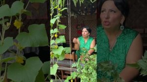 СЕГОДНЯ ПОКАЗЫВАЮ МОЙ ОГОРОД И УРОЖАЙ 2025. Делюсь рецептами выпечки в описании! #арусякавказ