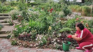 Обновление цветников на даче. Пересадка нарциссов.