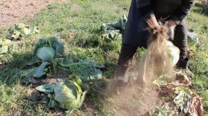 КАКАЯ КАПУСТА ВЫРОСЛА ИЗ ПРОСРОЧЕННЫХ СЕМЯН КУПЛЕННЫХ В СВЕТОФОРЕ 09.10.2025 ГОД.