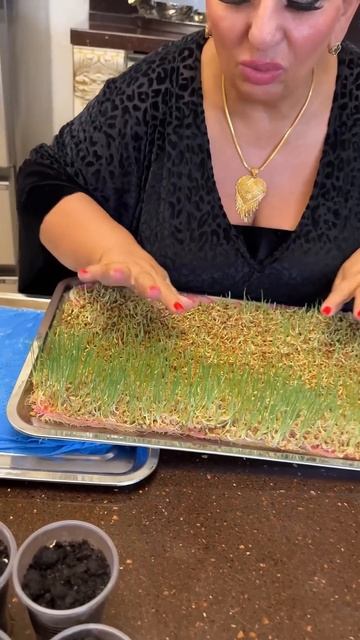 #сажаюогурцы #кпасхеготовы #Богвпомощь #огурцы2025 #секретпроращивания #рассада смотреть онлайн