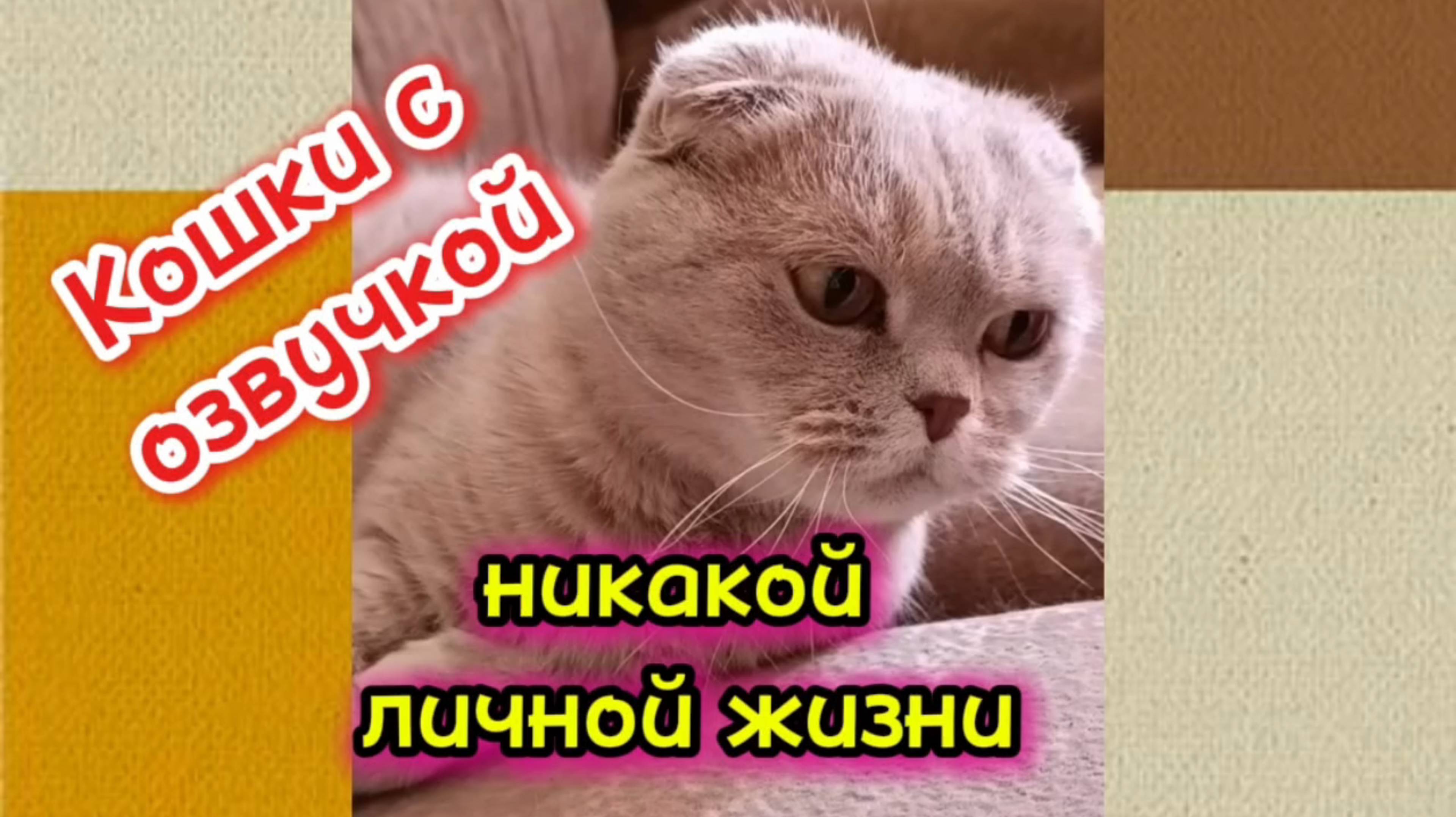 Кошки с озвучкой. смотреть онлайн