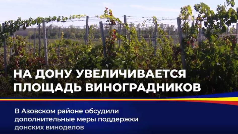 Донское виноградарство обладает большим потенциалом для развития смотреть онлайн