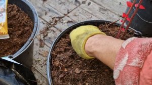 Посадка 2-х летней голубики.