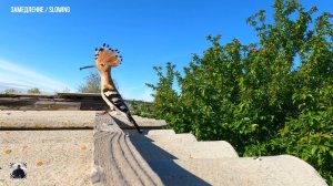 Удоды Баскунчака. Наблюдение за птицами. 2025 #баскунчак #удод #наблюдениезаптицами #birdwatching