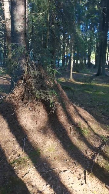 Двухметровые муравейники в Санкт-Петербурге. смотреть онлайн