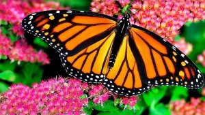 🌸🦋 Прекрасный сад для отдыха — Бабочки, птицы и цветы