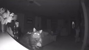 ТАЙНАЯ ЖИЗНЬ ДОМАШНИХ ЖИВОТНЫХ, СНЯТАЯ НА КАМЕРУ