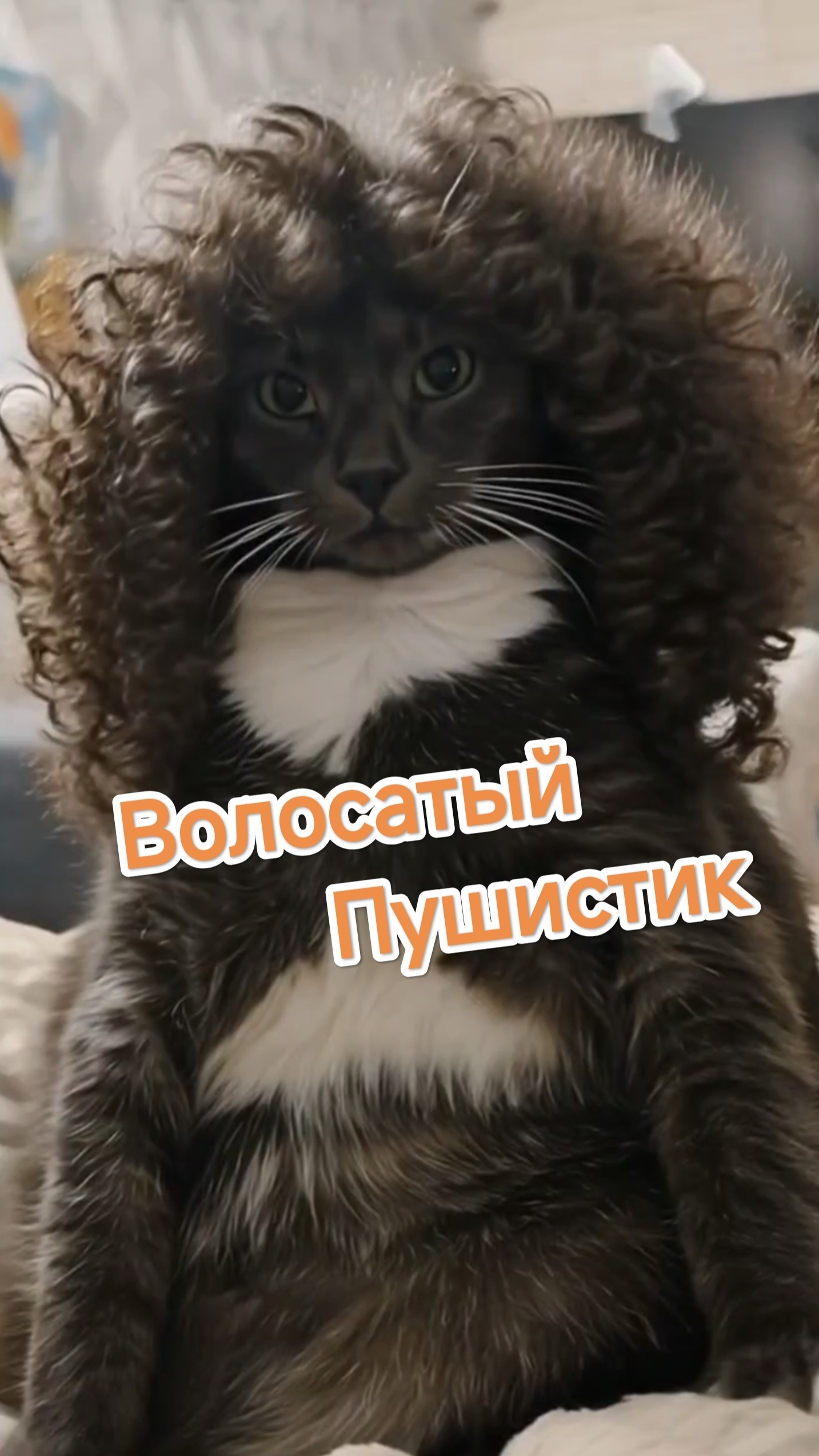 Волосатый Пушистик смотреть онлайн