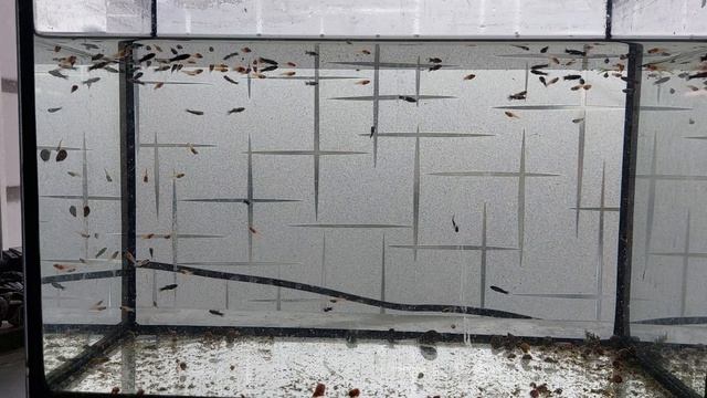 Мальки моллинезии. смотреть онлайн