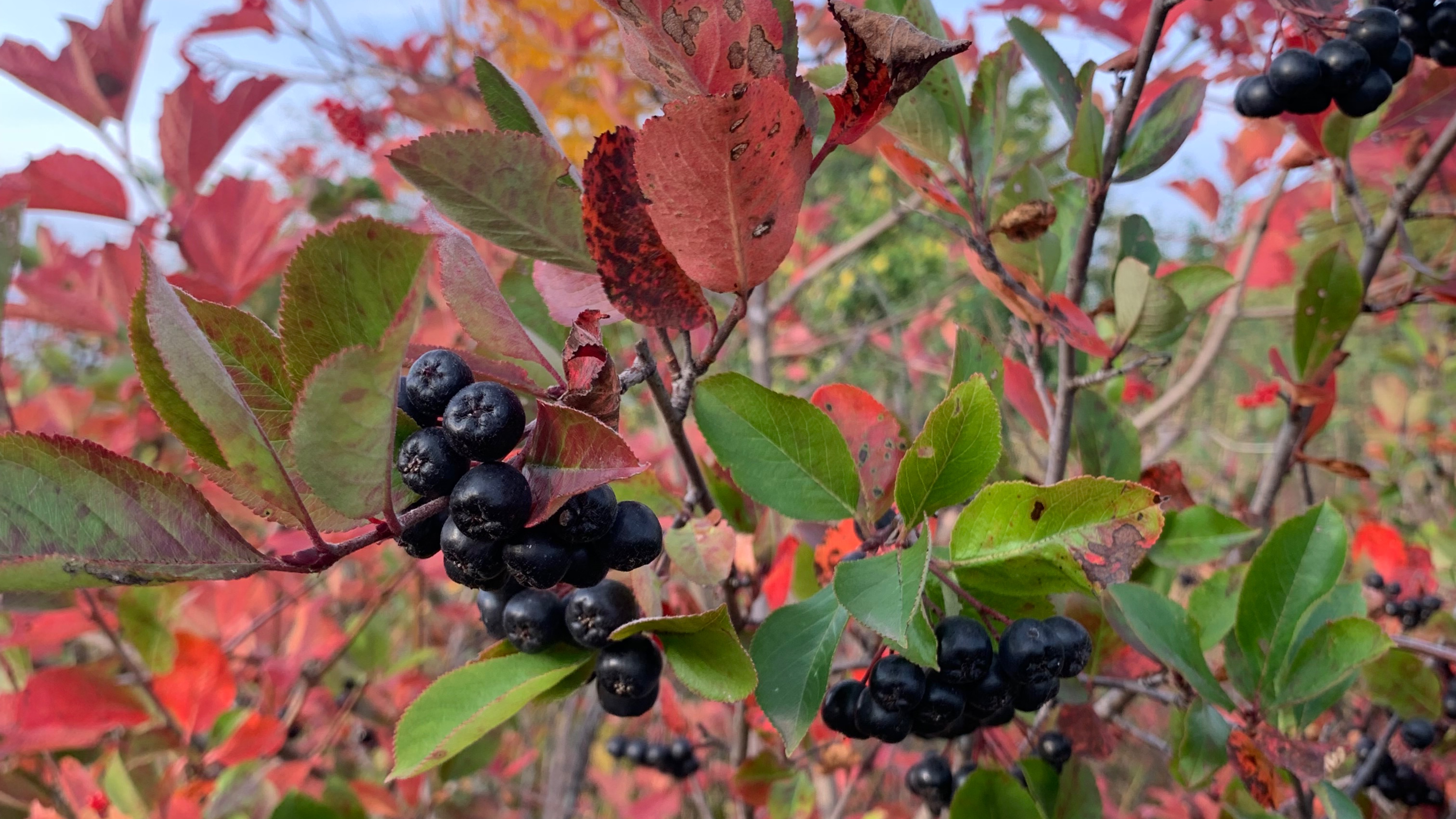 Осень в Татарстане, заброшенные сады// собираем ягоды // едем дальше