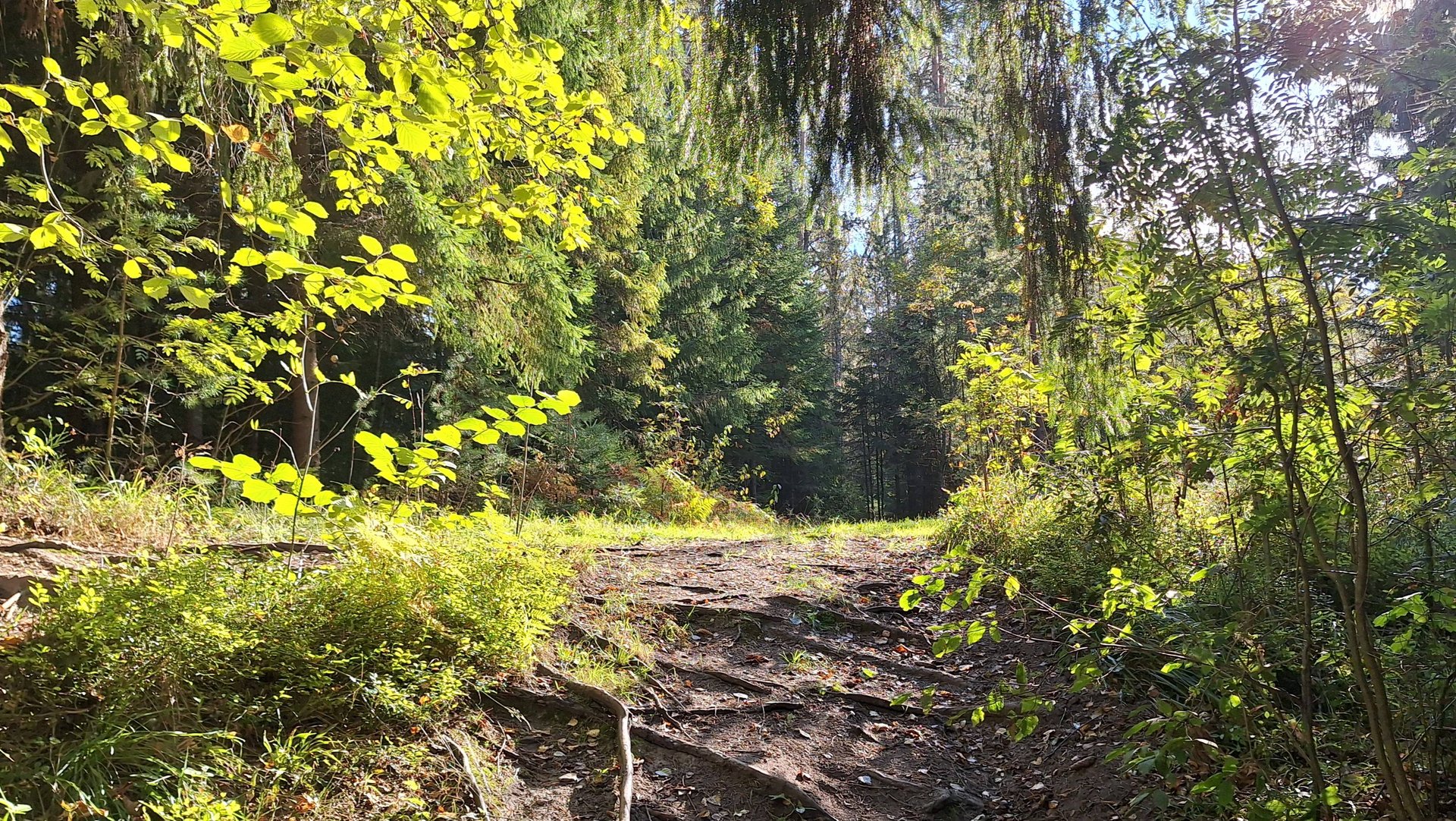 Река Оредеж. Осень 2025. Очень низкий уровень воды. смотреть онлайн