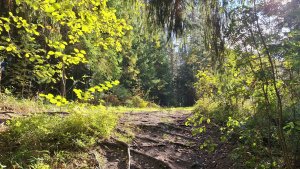 Река Оредеж. Осень 2025. Очень низкий уровень воды.