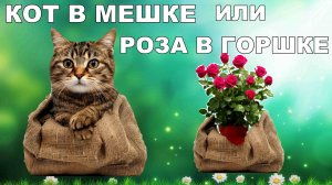 Самое выгодное предложение в 2025 году!