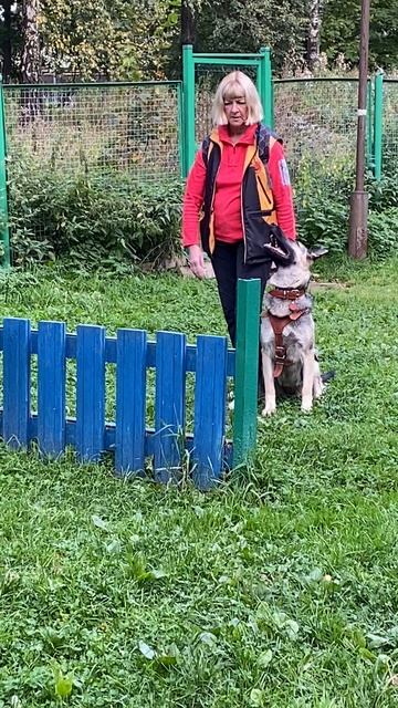 ВЕО Валентлайф Шерритэ Шанз Элизэ (14мес) - осваивает снаряды на Рублевке - сентябрь 2025.