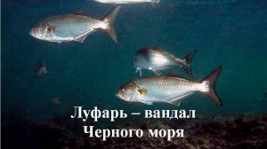 ОБИТАТЕЛИ ЧЕРНОГО МОРЯ: Луфарь-вандал