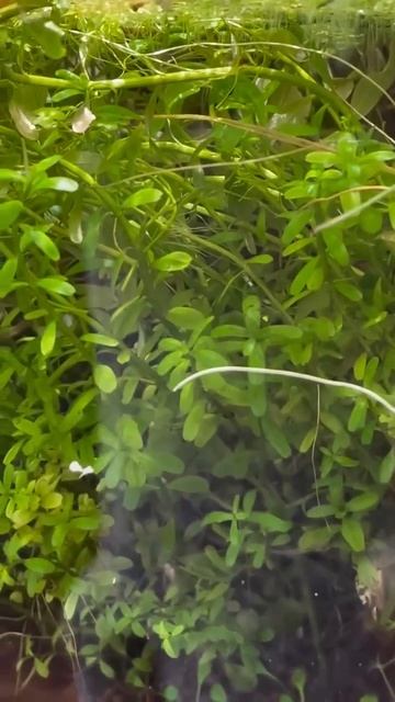 Вот так выглядит цветение водяных лилий (Zephyranthes) в аквариуме) смотреть онлайн