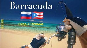 Барракуду приручил