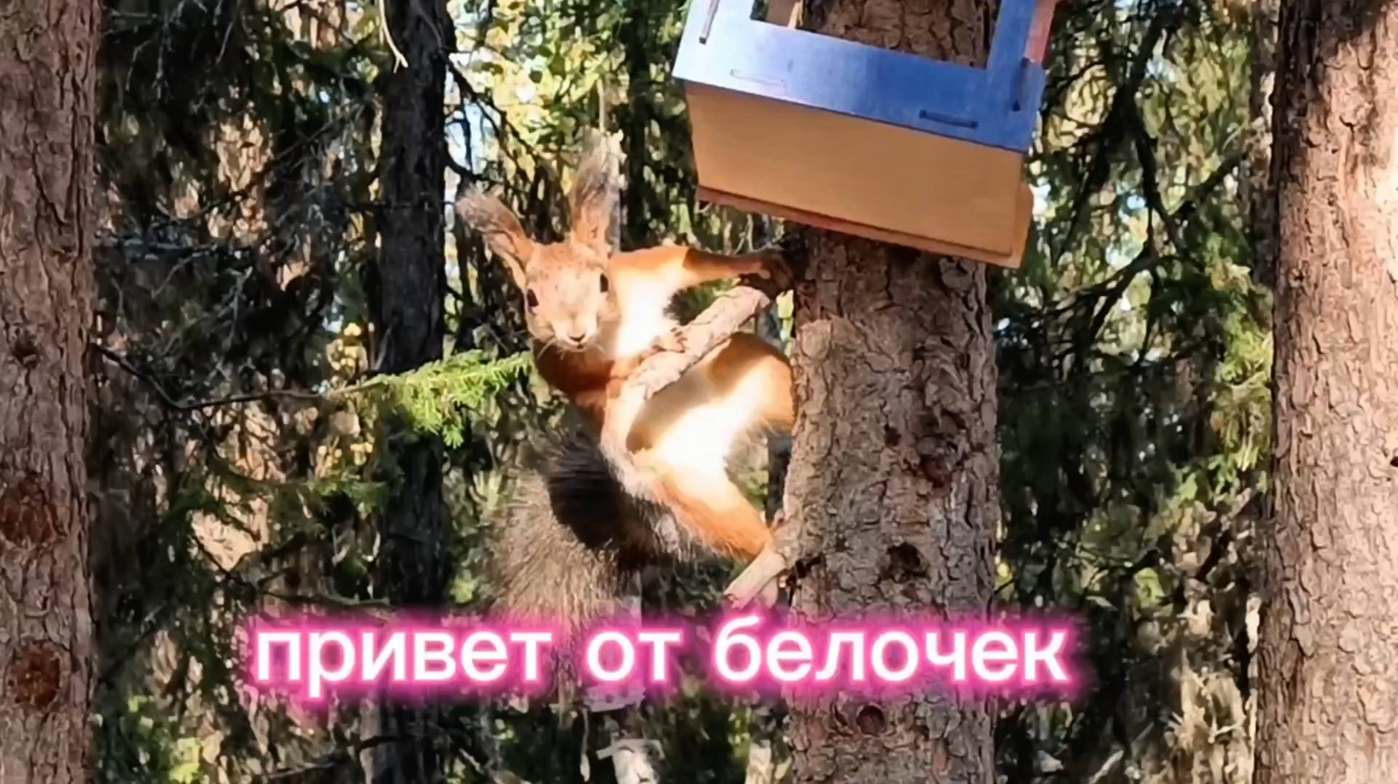 ЗАБАВНЫЕ БЕЛКИ. смотреть онлайн