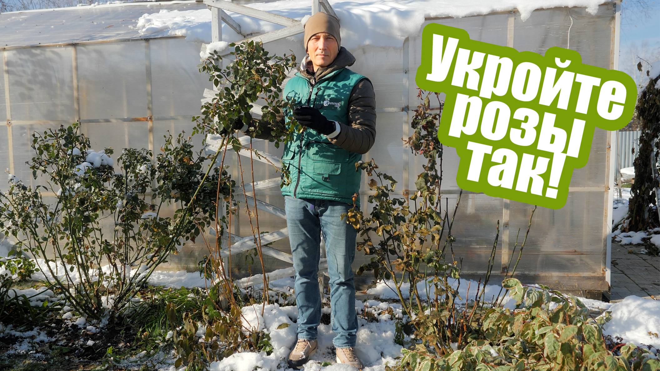 Как правильно укрыть розы на зиму? смотреть онлайн