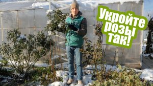 Как правильно укрыть розы на зиму?