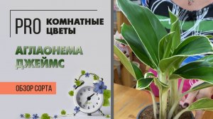 Аглаонема Джеймс. Обзор сорта. Неприхотливое растение для новичков и профессионалов озеленения.
