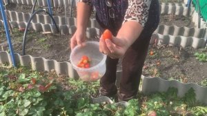 IMG_9245 Осенью, собираем витамины.