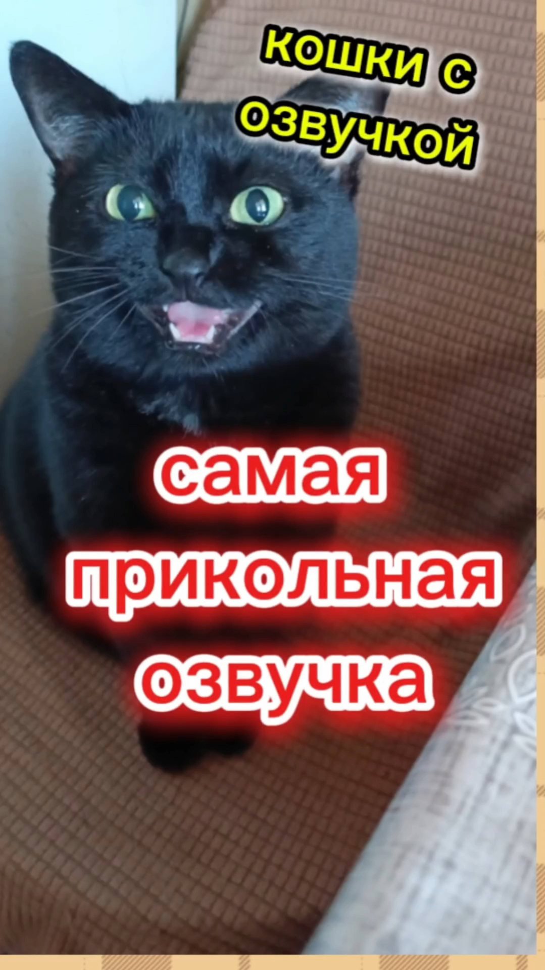 Кошки с озвучкой. смотреть онлайн