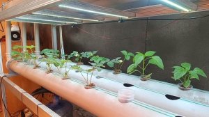 Гидропоника - проверка автоматики обдува