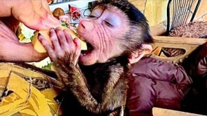 Анфиса сегодня как принцесса вся в подарках, а Олег Зубков расселяет наших попугаев!