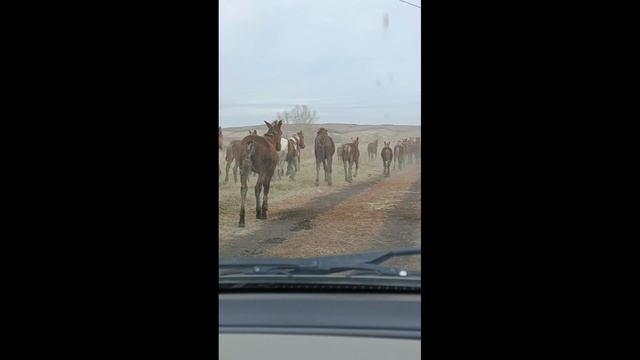 Встретились случайно на проселочной дороге.Такого у меня еще не было, хочу поделиться